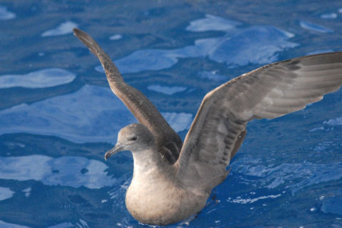 Wedge-tailed Shearwater (Ardenna pacificus)
